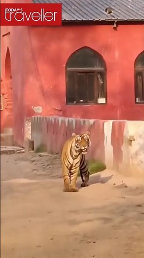 WATCH! Tiger Walks in Unannounced: Ranthambore National Park