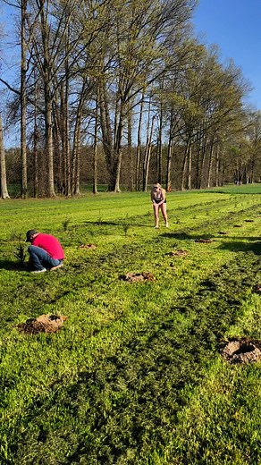 Switching gears on JBs Four Seasons Farm from calving to planting Christmas trees. 1200 trees | JB's Four Season Farm