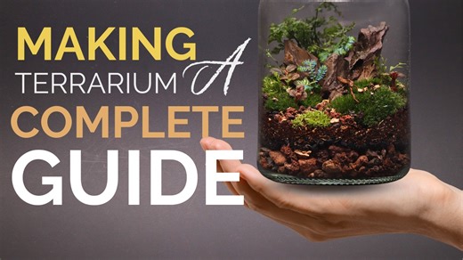 62K views · 1K reactions | How to Make a Terrarium (A Complete Guide) | The Urban Nemophilist | Facebook