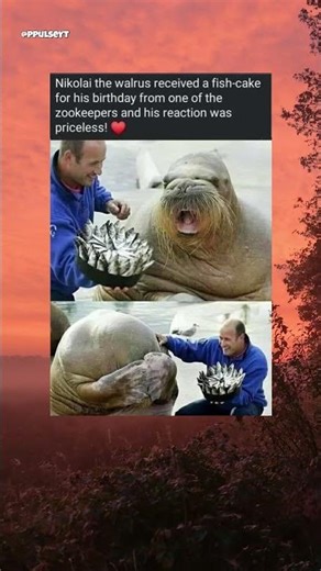 Walrus received a fish-cake for his birthday #shorts #fyp #fypage