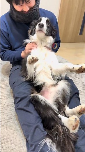 甘えたボーダーコリー可愛いすぎてしぬ！！！#可愛い犬#癒し#dog #bordercollie #puppy