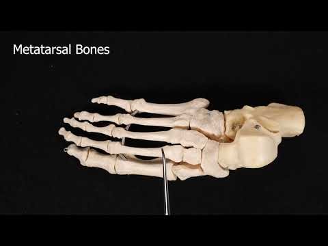 Foot Bones --- Tarsals - Metatarsals - Phalanges #skeletalsystem