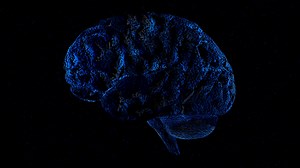 A Three-dimensional Model Of Human Brain Stock Motion Graphics SBV-338168562 - Storyblocks