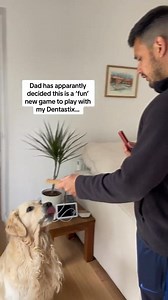 Chimkin or Beef #tastetest #goldenretriever #goldenretrieverlife #dogdad #chicken #beef #dogtok #goldenretrieverlife #tiktokdogs #dailydog #dayinthelife | Elton GoldenRetriever