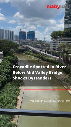 963K views · 3.6K reactions | A crocodile was spotted lurking in the river beneath the Mid Valley bridge, leaving bystanders in awe. | Malay Mail | Facebook