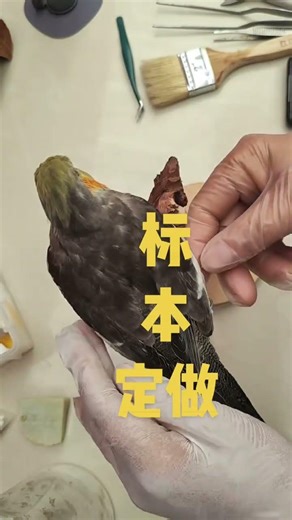Unlock the Secrets of Bird Specimen Preparation