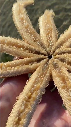 The nine-armed sea star has an amazing water-vascular system! #floridaisland
