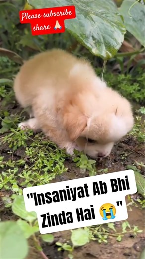 "Pyaasa Tha Kutta… Insaan Ne Dil Se Pani Diya 💧😭 | Insaniyat Aaj Bhi Zinda Hai ❤️ #shorts