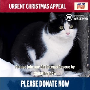 We received over 700 reports of animal suffering on Christmas Day.* Will you join the Christmas Rescue and donate £3 a month? *RSPCA’s cruelty line | RSPCA (England & Wales)