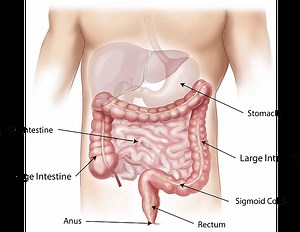 How reflexology can aid with digestion - Alive Therapies
