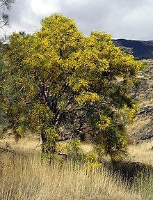 Genista aetnensis - Alchetron, The Free Social Encyclopedia