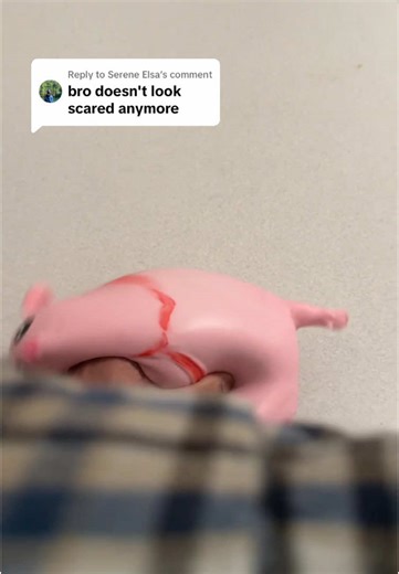 Interactive Plush Pig Toy Transformation