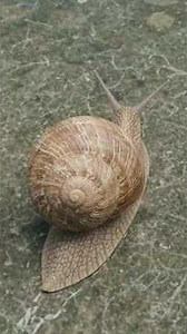Torsion in Gastropods Explained 🐌 | B.Sc. 1st Year Zoology | Phylum Mollusca