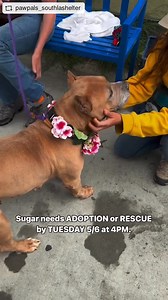 14K views · 1.5K reactions | We are very sad to report the Sugar...