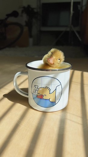 Stressed? Just watch this #fyp #petsoftiktok #ducktok #ducks #funnypet... | Duck