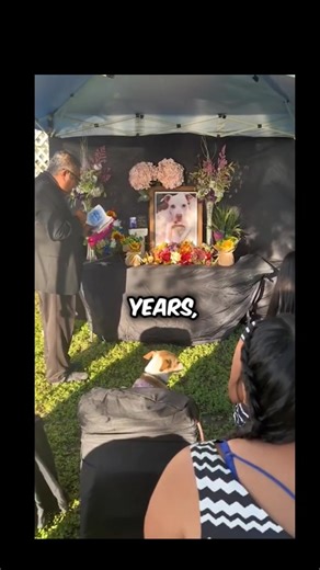 137K views · 6.3K reactions | Dogs Become Emotional At A Funeral #DogEmotions #DogsAtFuneral #HeartbreakingMoment #DogsGrieveToo #FaithfulFriend #ForeverInOurHearts #EmotionalDog #DogsAreFamily #LoyalCompanion #GoneButNotForgotten #DogLove #GrievingDog #UnbreakableBond #HeartfeltMoment #DogLoyalty #ManBestFriend #EmotionalFarewell #WholesomeDogs #SadDogStory #ForeverLoved #PetLoss #HeartwarmingDogs #DogsFeelToo #TrueLoyalty #UntilWeMeetAgain | PB Happy Stories | Facebook