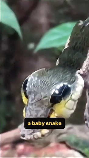 Elephant Hawk: The Caterpillar That Pretends to Be a Snake!