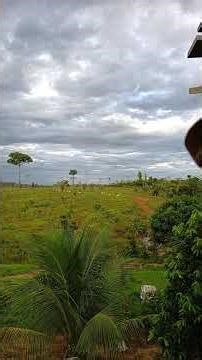 Calling cattle with a horn #farm #countrylife #agriculture
