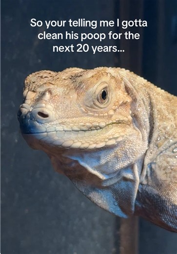 Understanding Rhino Iguanas: Care and Cleaning Tips