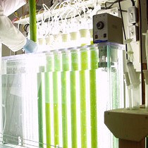 Video: Quantification of Heavy Metals and Other Inorganic Contaminants on the Productivity of Microalgae