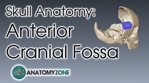 Cranial Fossae - 3D Models, Video Tutorials & Notes | AnatomyZone