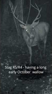 Huge Wild Stag at Night Wallow #deer