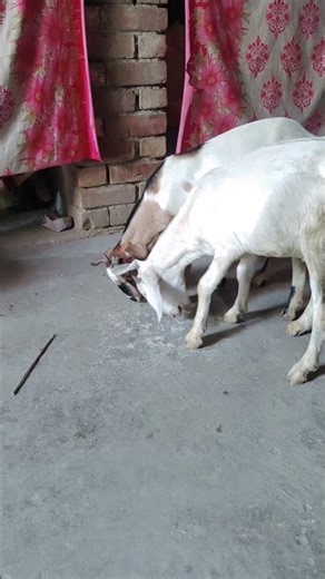 Funny Goat Moments 🐐😂 | You Won’t Stop Laughing