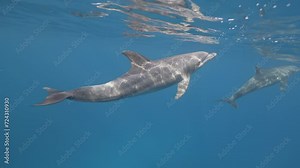 Woman freediver diver Swimming together with wild dolphins safari. Underwater bottlenose dolphins pod in red sea. Wildlife marine nature. Aquatic mammal animals in natural habitat. Unique experience.