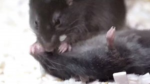 Mouse-to-mouse resuscitation! Watch the incredible moment a rodent gives 'first aid' to an unconscious companion