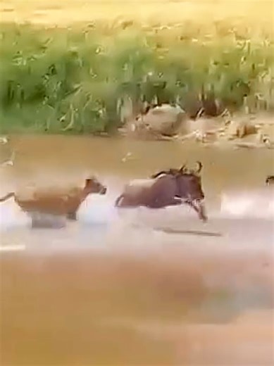 Explore the Wonderful Sounds of Nature