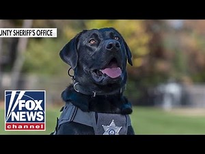K-9 tracks missing girl in MINUTES during first mission