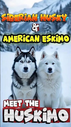 👉 Huskimo: Husky + American Eskimo Crossbreed | Unique Dog Mix #Huskimo #DogMix #HybridDogs