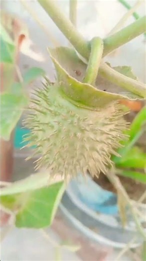 धतूरा शिव जी को क्यों पसंद है // क्या धतूरा के फल मै भी जहर होता है #dhatura #poisson #garden #short