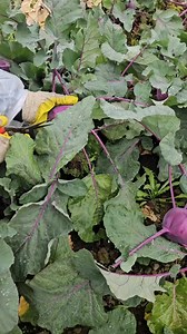 Beetroot farming Fields | Zortrax Agriculture Corporation