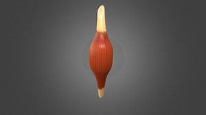 contracting muscle - 3D model by nukewales