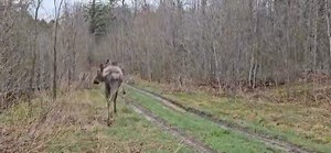 2M views · 27K reactions | It was a big day for our 2 rehab moose yesterday. After being orphaned last spring and spending a year in rehabilitation, Myles and Maxwell are old enough now to be on their own and back where they belong. ❤️ | Aspen Valley Wildlife Sanctuary | Facebook