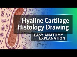 Hyaline Cartilage Histology Drawing | Easy Anatomy Explanation