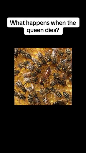 What happens when the queen dies? The workers will make more queens by feeding a larva royal jelly, which causes queen development of ovaries, and a larger abdomen. They will create multiple queens as a back up because it’s safer for them to have the insurance of multiple queens then just making one. #whathappensifthequeendies #queenfailure #beesmakeanewqueen #funbeefacts #beekeepers #naturelovers #queenpipingandquacking