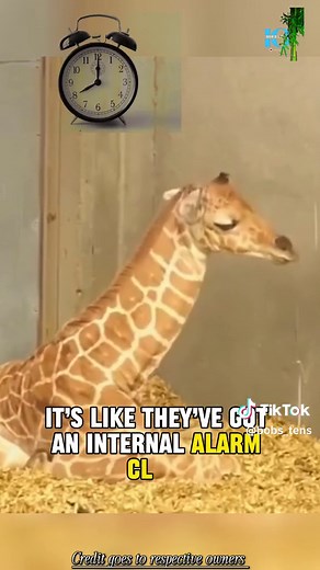 - Giraffes sleep for only about 30 minutes at a time. They cannot completely relax due to predators. - They sleep standing up with their legs locked at the knees so they can wake up quickly if needed. - Their long neck droops down while sleeping, but still remains upright so they can breathe. - They typically sleep fewer than 6 hours per day total, napping frequently for short periods. - Males and females will sleep separately, either alone or in small single-sex groups. - Giraffes will rotate s