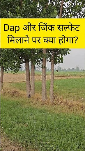 Dap and zinc sulphate. #agricultureguruji #nitindeol #fertilizerexpert