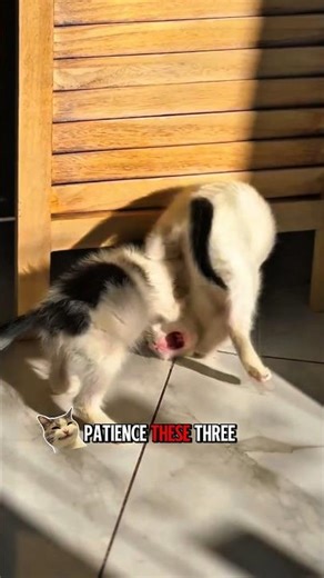 Cat Care Tips Every Owner Must Know 🐱✨”