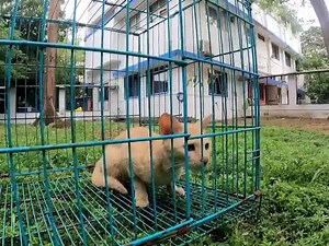 Trapped cat! Do watch the amazing rescue. #cats #RescuedCats #BlueCrossofIndia #HelpAnimals #animalvideo | Blue Cross of India