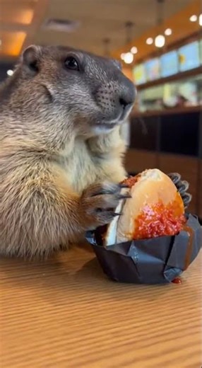 Marmot Eating Fast Spicy Food in Restaurant?! 🔥🐿️ #shorts