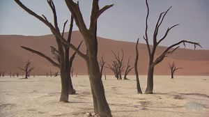 Namibian forest frozen in time