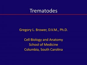 Trematodes - SlideServe