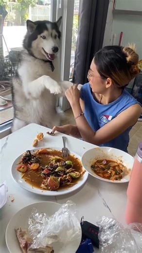 Hilarious Dog Begging for Food | Cute Pet Video