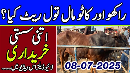 2K views · 45 reactions | Bakra Mandi Pakistan on Reels | Facebook