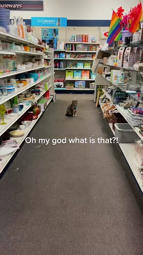 Adorable Cat in a Bow Tie at Shopper's Hardware