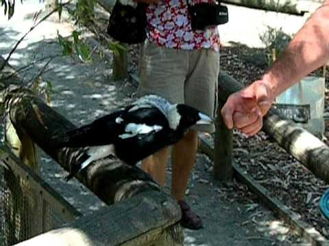 Angry Magpie