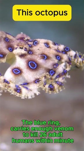 This octopus, known as the blue ring | Easy Science Lessons